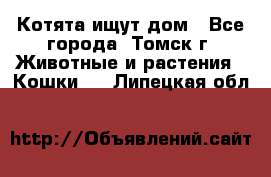 Котята ищут дом - Все города, Томск г. Животные и растения » Кошки   . Липецкая обл.